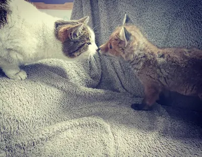 Przychodnia dla zwierząt "Veterinarius"